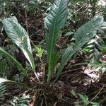 Anthurium hacumense Habit