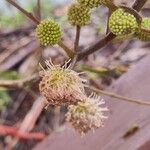 Leucaena leucocephala Цвят