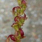 Rumex bucephalophorus Blüte