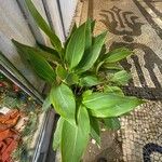 Canna indica Yaprak