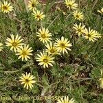 Arctotheca calendula Staniste