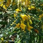 Sophora denudata Flower