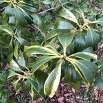 Illicium verum Leaf