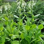 Nicotiana sylvestris 形态