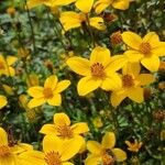 Bidens ferulifolia Цвят