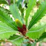 Banksia praemorsa Leaf