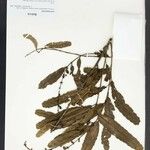 Alchornea castaneifolia