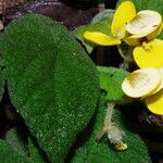 Begonia lacunosa Flower