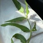 Sium latifolium Hoja