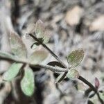 Galium porrigens Hoja