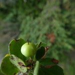 Arctostaphylos uva-ursi ফল