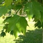 Acer cappadocicum Blatt