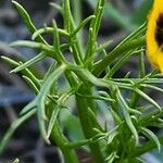 Adonis dentata Blatt