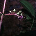 Miconia ciliata Flower