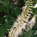 Aesculus parviflora Virág