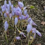 Crocus pulchellus 花