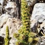 Amaranthus hybridus Плод