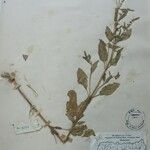 Salvia plebeia Egyéb
