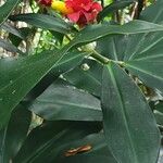 Costus comosus Flower