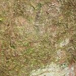 Elvasia elvasioides Bark