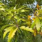 Quercus cerris Leaf