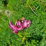 Lilium martagon পাতা