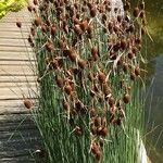 Typha minima Hoja