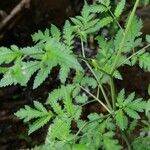 Nasa triphylla Hoja