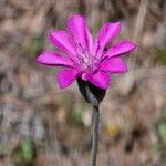 Knautia orientalis Λουλούδι