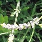 Lavandula × intermedia Flower