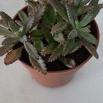 Kalanchoe serrata Ŝelo