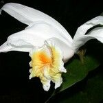 Sobralia chrysostoma Květ