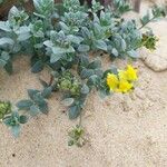 Linaria thymifolia Hábito