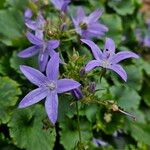 Campanula garganica Blüte