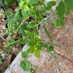 Cleome rutidosperma ഫലം