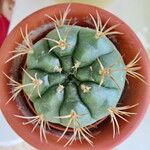 Gymnocalycium pflanzii Folha