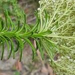 Ozothamnus diosmifolius Листок