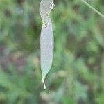 Lathyrus angulatus Fruit