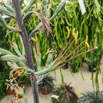 Agave maculata Flower