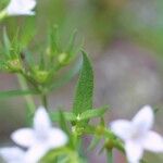 Stenaria nigricans Vivejo