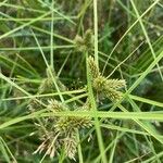 Cyperus alopecuroides Froito