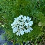 Orlaya grandiflora Flor