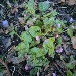 Pulmonaria officinalis পাতা