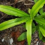 Peristylus minimiflorus Leaf