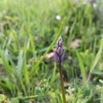 Hyacinthoides non-scripta फूल