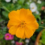 Cosmos sulphureus Flower