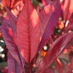 Photinia fraseri Fulla