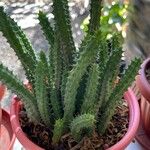 Huernia macrocarpa Lapas