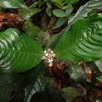 Psychotria hexamera