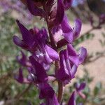 Astragalus lentiginosus Flower